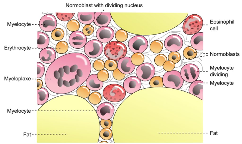 Diagrammatic view of Bone Marrow