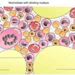 Diagrammatic view of Bone Marrow